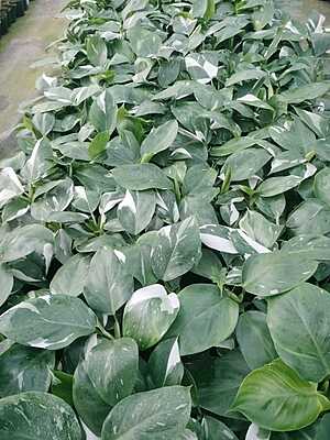 Philodendron White Princess
