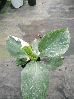 Philodendron White Princess