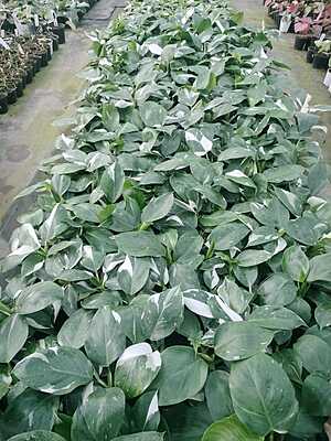 Philodendron White Princess
