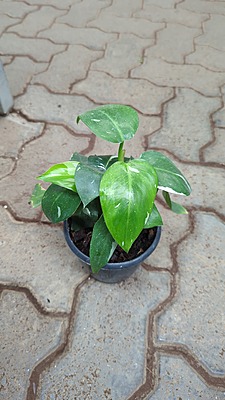 Philodendron White Princess Philodendron White Princess