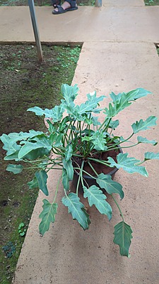 Philodendron Xanadu Philodendron Xanadu