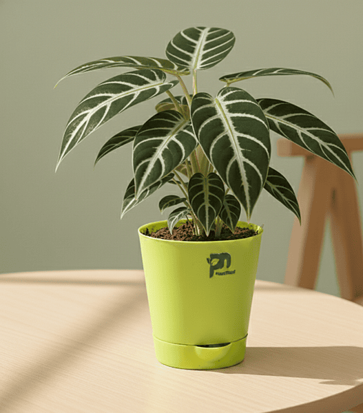 Philodendron Birkin in 4 inch self watering pot