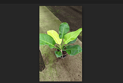 Philodendron Moonshine