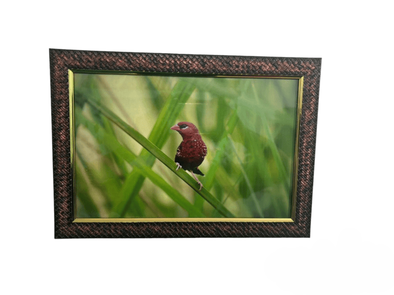 Beautifully photographed  in their natural habitat and elegantly framed Red avadavat in the wild || wildlife photograhy || Professionally captured photo || bird in a frame || home décor || Framed wall