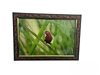 Beautifully photographed  in their natural habitat and elegantly framed Red avadavat in the wild || wildlife photograhy || Professionally captured photo || bird in a frame || home décor || Framed wall