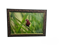 Beautifully photographed  in their natural habitat and elegantly framed Red avadavat in the wild || wildlife photograhy || Professionally captured photo || bird in a frame || home décor || Framed wall