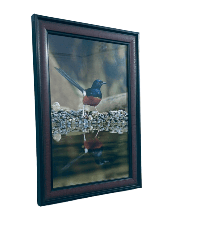 Beautifully photographed  in their natural habitat and elegantly framed Magpie-robins or Shama in the wild || wildlife photograhy || Professionally captured photo || bird in a frame || home décor