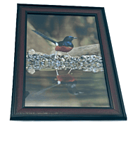 Beautifully photographed  in their natural habitat and elegantly framed Magpie-robins or Shama in the wild || wildlife photograhy || Professionally captured photo || bird in a frame || home décor