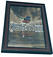 Beautifully photographed  in their natural habitat and elegantly framed Magpie-robins or Shama in the wild || wildlife photograhy || Professionally captured photo || bird in a frame || home décor
