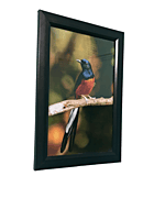 Beautifully photographed  in their natural habitat and elegantly framed white-rumped Shama in the wild || wildlife photograhy || Professionally captured photo || bird in a frame || home décor ||