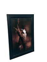 Beautifully photographed  in their natural habitat and elegantly framed Red-Whiskered Bulbul in the wild || wildlife photograhy || Professionally captured photo || bird in a frame || home décor