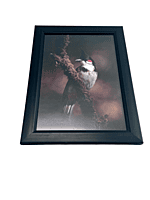 Beautifully photographed  in their natural habitat and elegantly framed Red-Whiskered Bulbul in the wild || wildlife photograhy || Professionally captured photo || bird in a frame || home décor