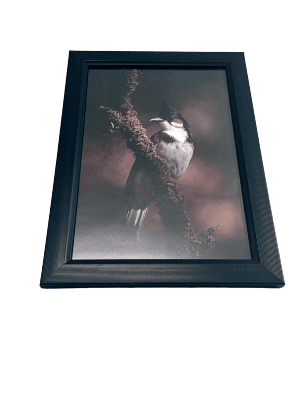 Beautifully photographed  in their natural habitat and elegantly framed Red-Whiskered Bulbul in the wild || wildlife photograhy || Professionally captured photo || bird in a frame || home décor