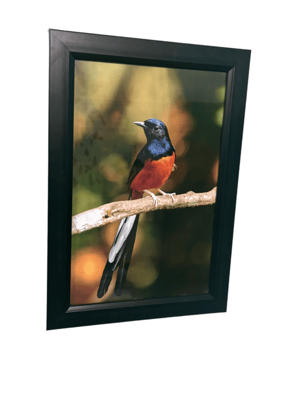 Beautifully photographed  in their natural habitat and elegantly framed white-rumped Shama in the wild || wildlife photograhy || Professionally captured photo || bird in a frame || home décor ||
