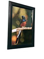 Beautifully photographed  in their natural habitat and elegantly framed white-rumped Shama in the wild || wildlife photograhy || Professionally captured photo || bird in a frame || home décor ||