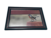 Beautifully photographed in their natural habitat and elegantly framed red-breasted fly catcher in the wild || wildlife photograhy || Professionally captured photo || bird in a frame || 9.5 * 13.5 IN