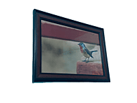 Beautifully photographed in their natural habitat and elegantly framed red-breasted fly catcher in the wild || wildlife photograhy || Professionally captured photo || bird in a frame || 9.5 * 13.5 IN