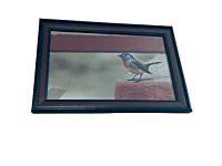 Beautifully photographed in their natural habitat and elegantly framed red-breasted fly catcher in the wild || wildlife photograhy || Professionally captured photo || bird in a frame || 9.5 * 13.5 IN