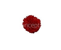 Small Carnation - Red