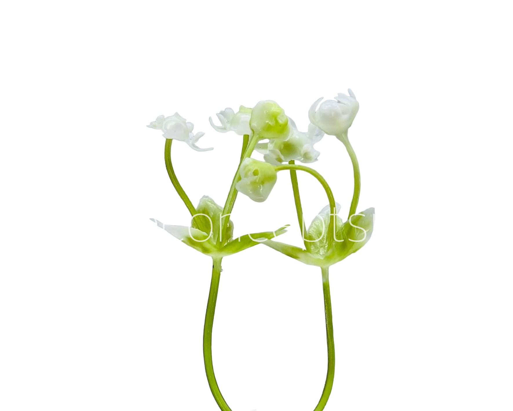 White Baby Breath Florets