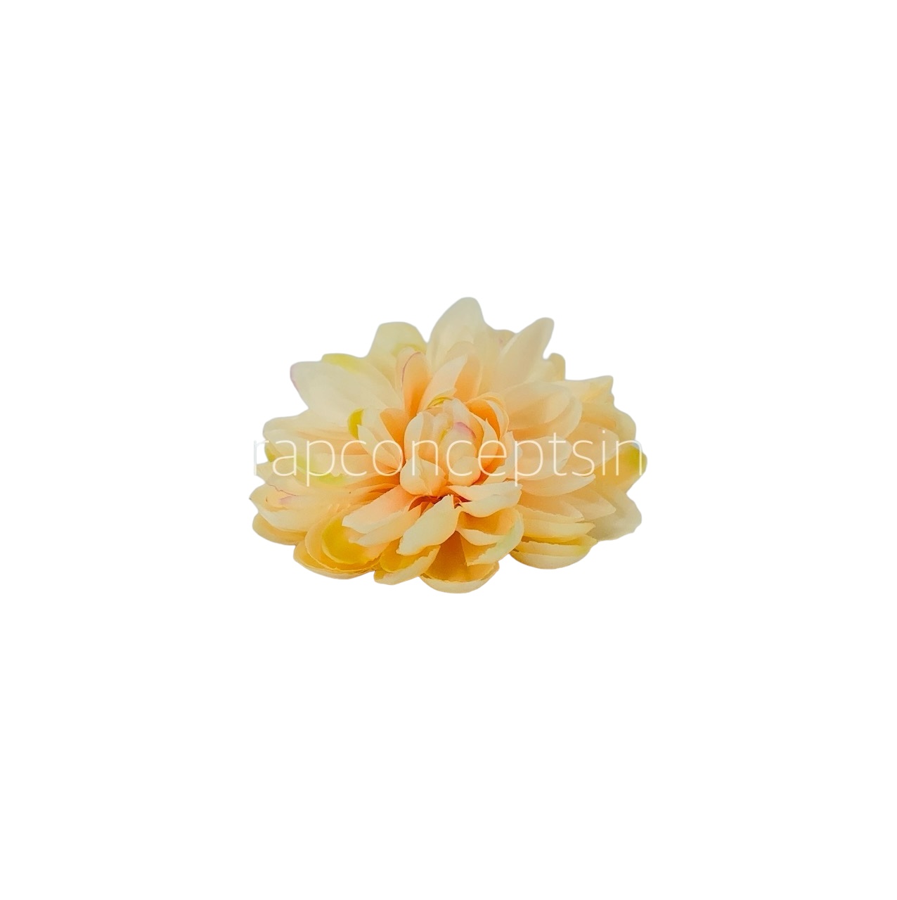 Peach Dahlias