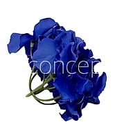 Moroccan Blue Hydrangeas