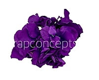 Hydrangeas - Deep Purple