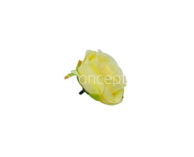 Camellia Flower - Canary Camellia Flower - Canary