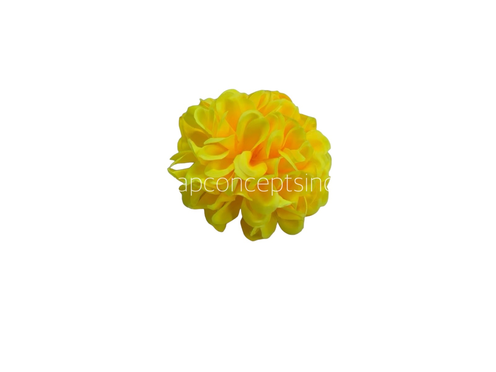 Sunshine Carnation