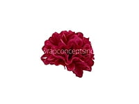 Fuchsia Carnation