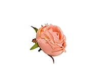 Left over Big Peony -Blush