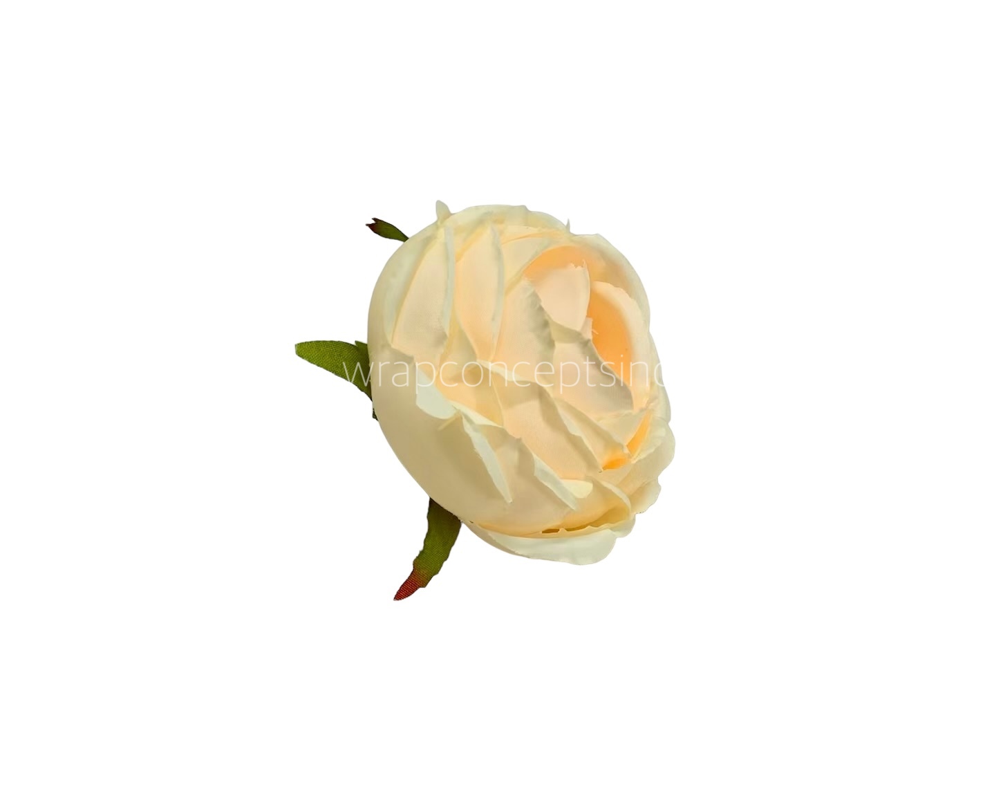 Champagne Peony