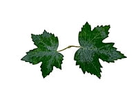 Green Maple Leaves