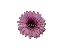 Dusky Mauve Gerbera Daisy