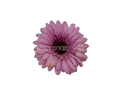 Dusky Mauve Gerbera Daisy