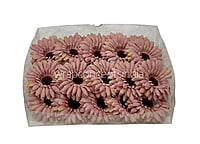 Blush Sunflower