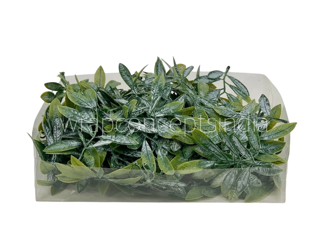 Acacia Leaves Green