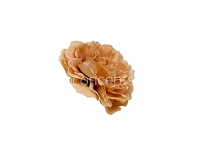 Magnolia Moutan Peony