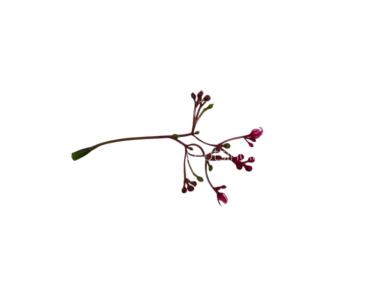 Magenta Floret Leaves