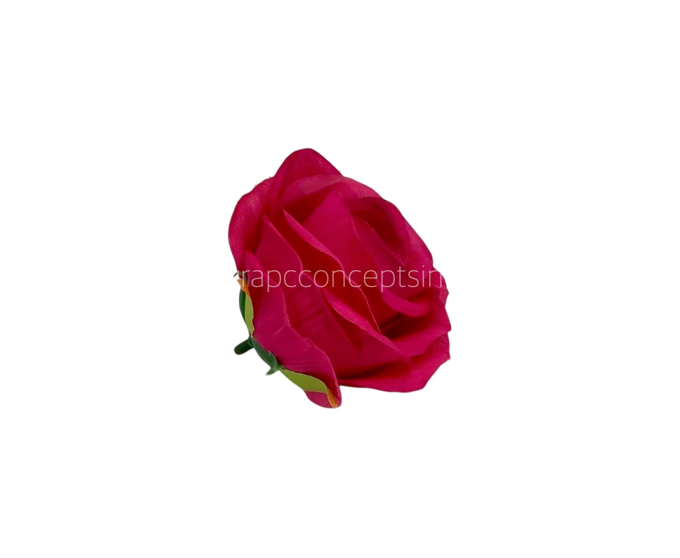 Fuchsia Roses