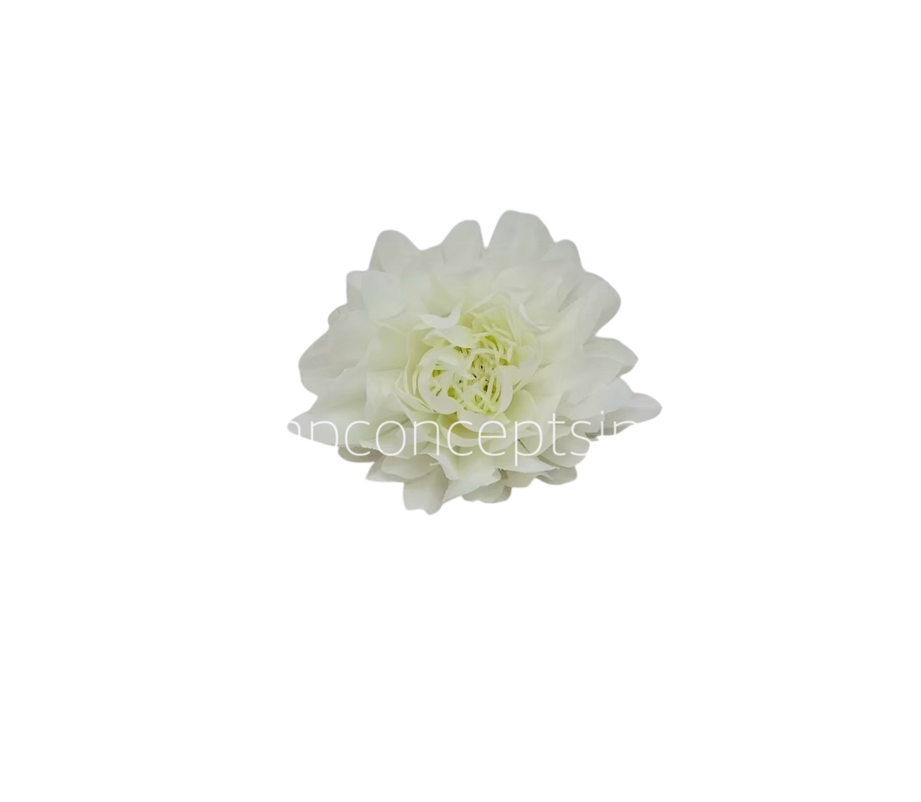White Water LilyW