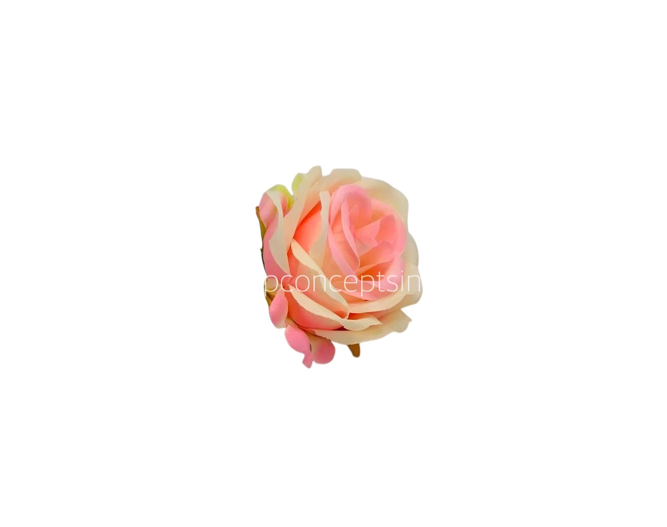 Rose Small - Peach with hints of Pink