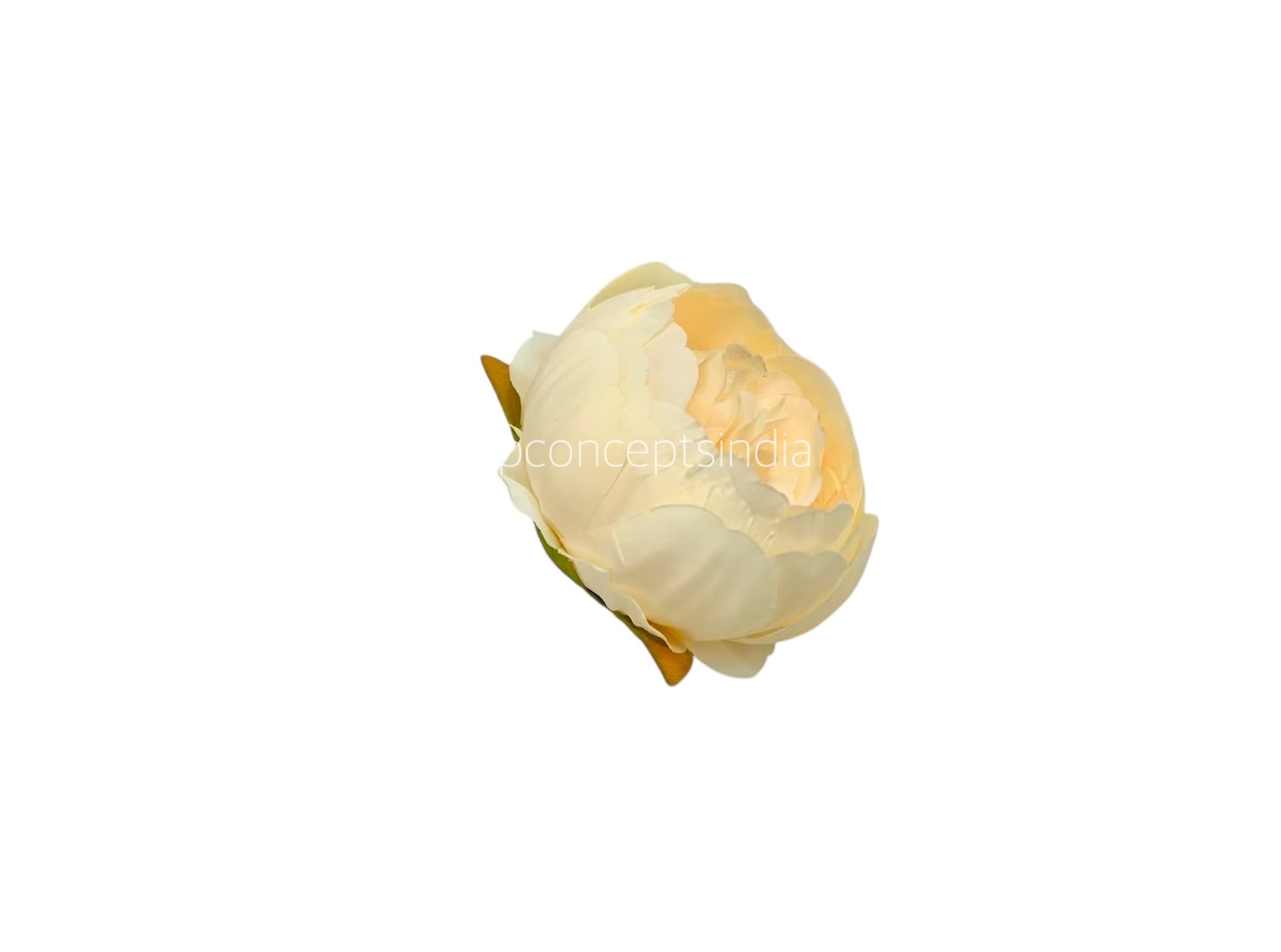 Peony - Cream Yellow