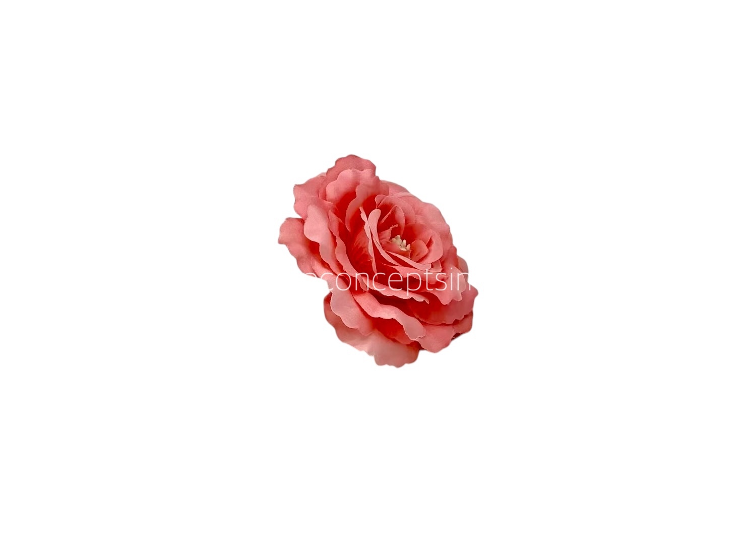Peach Burst Open Rose