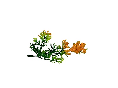 Green Fern Leaves with Orange Edges