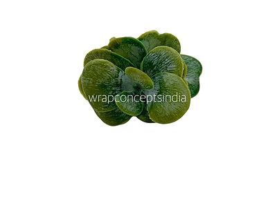 Faux Eucalyptus Succulent - Light Green