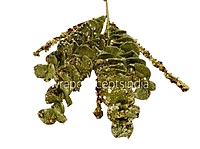 Glitter Eucalyptus - Multicolor