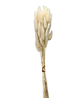 Preserved Bunny Tails