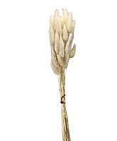 Preserved Bunny Tails-Teal