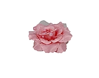 Rouge Rose With Pearls Center
